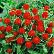 Гомфрена Оранжевая поляна за 0,1 г