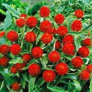 Гомфрена Оранжевая поляна за 0,1 г