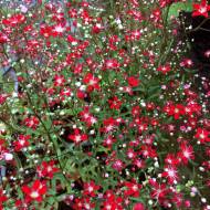 Гипсофила красная за 0,3 г