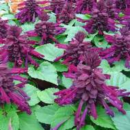 Сальвия Сенатор за 0,2 г