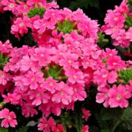 Вербена Маджента F1 за 0,1 г