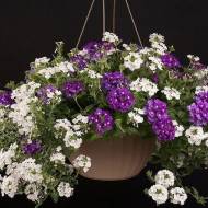 Вербена Ампельная смесь за 0,1 г