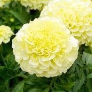 Бархатцы Килиманджаро за 0,1 г