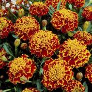 Бархатцы Медовые соты за 0,3 г