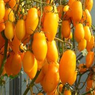 Томат Бананові ніжки за 0,1 г