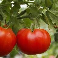 Томат Любимый за 0,1 г