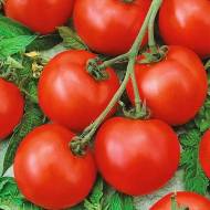 Томат Красная шапочка за 0,1 г