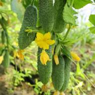 Огурец Грин Пик F1 за 10 сем.