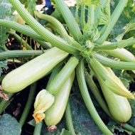 Кабачок Ангеліна F1 за 5 нас.