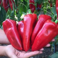 Перець солодкий Фламінго за 30 нас.