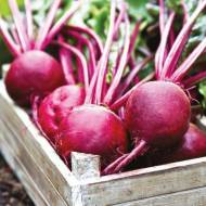 Свекла столовая Чудо Асгроу за 2 г