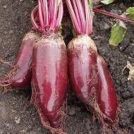 Свекла столовая Командор за 20 г