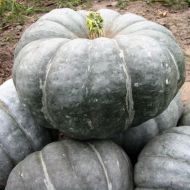 Гарбуз Славута