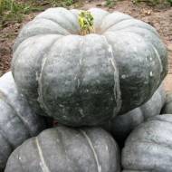 Гарбуз Славута