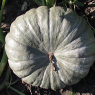 Тыква Славута