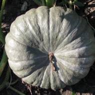 Тыква Славута