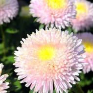 Айстра Анюточка за 0,2 г