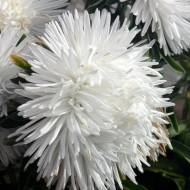 Айстра Лелека за 0,3 г