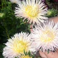 Астра Юлия за 0,2 г