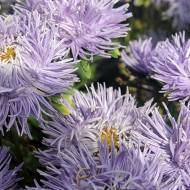 Астра Голубой паучок за 0,3 г