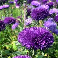 Астра Анастасия за 0,2 г