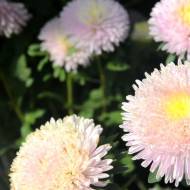 Астра Анюточка за 0,2 г