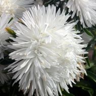 Астра Аист за 0,3 г