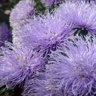 Астра Лебединое озеро за 0,3 г