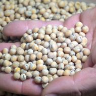 Сидерат Горох Алоіз