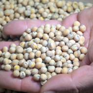 Сидерат Горох Алоіз