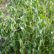 Сидерат Горох Алоиз