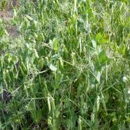 Сидерат Горох Алоиз