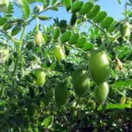 Нут Октавіус