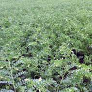 Нут Октавиус