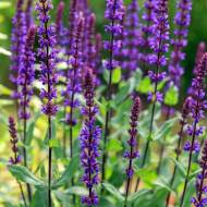 Шалфей Дибровный за 5 сем.