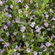 Пахучка (каламинта) за 0,3 г