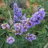 Вітекс священний за 0,3 г