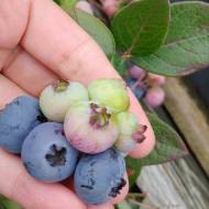 Саженец Голубика Аврора