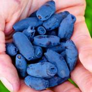 Саженец Жимолость съедобная Дочь Великана