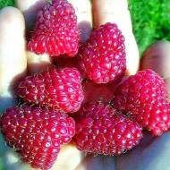 Саджанець Малина Радзійова