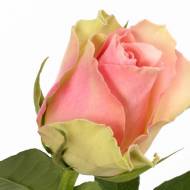 Троянда чайно-гібридна Бель роуз