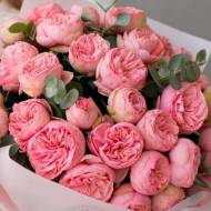 Роза английская Хеппи Пиано (кустовая)