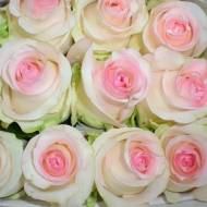 Роза чайно-гибридная Сеньорита