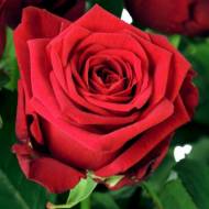 Роза чайно-гибридная Ред Наоми