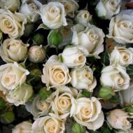 Роза спрей Уайт Лидия