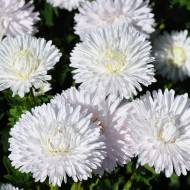 Айстра Метеор за 0,3 г