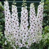 Дельфініум Галахард за 0,1 г