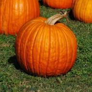 Гарбуз Коннектикут