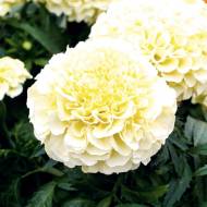 Бархатцы Лунный свет за 0,1 г