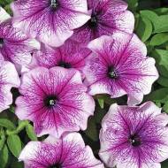 Петуния Бригитта F1 за 10 сем.